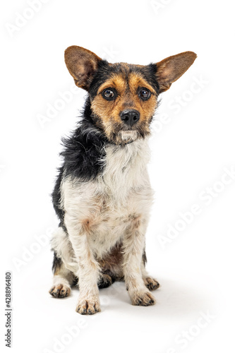 Small Tr-Color Terrier Breed Dog on White