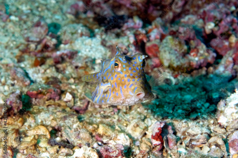 A picture of a box fish A picture of a box fish