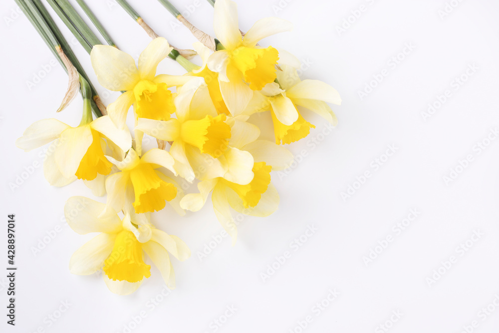 Fototapeta premium Yellow daffodils are located on white background. Space for text. Horizontal format