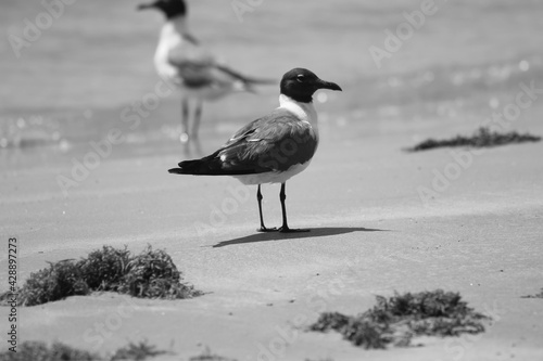 black and white Bonaparte's Gull photo