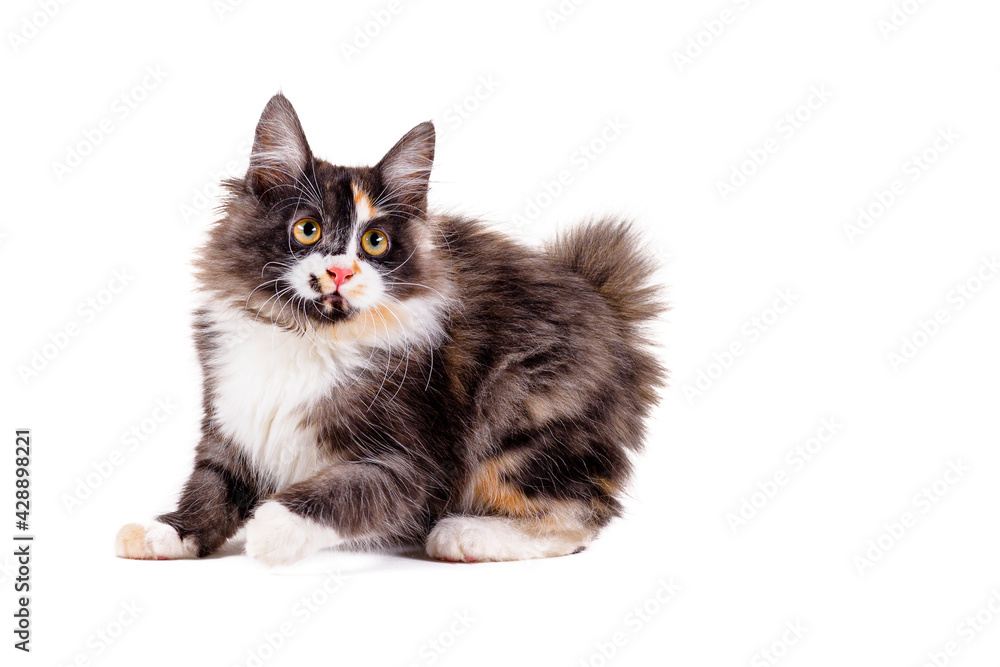 Bobtail cat. Fluffy multicolored kitten on a white isolated background. Cat without a tail of the Bobtail breed plays on a white background.