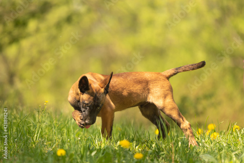 Malinois puppy dog on a green meadow with dandelions in the season spring. Doggy is 12 weeks old.