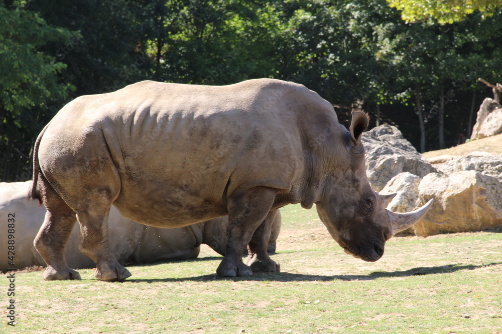Naklejka premium ZOO 