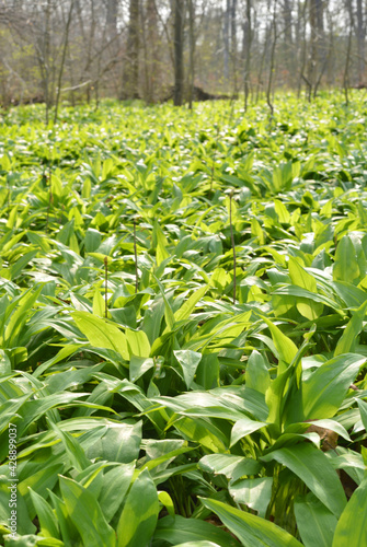 Wild garlic in a forest