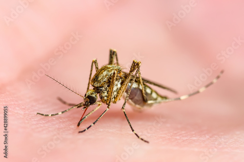 Dangerous Malaria Infected Culex Mosquito Bite, Leishmaniasis, Encephalitis, Yellow Fever, Dengue, Mayaro Disease, Zika, EEEV or EEE Virus Infectious Parasite Insect Macro © nechaevkon