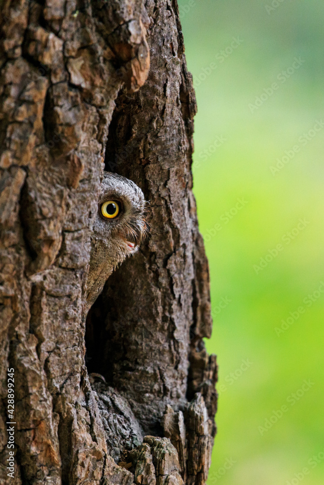 Obraz premium European scops owl, Otus scops, hidden in tree hole at sunrise. Small owl peeks out from trunk showing big yellow eyes. Bird also known as Eurasian scops owl. Wildlife scene. Morning in nature.