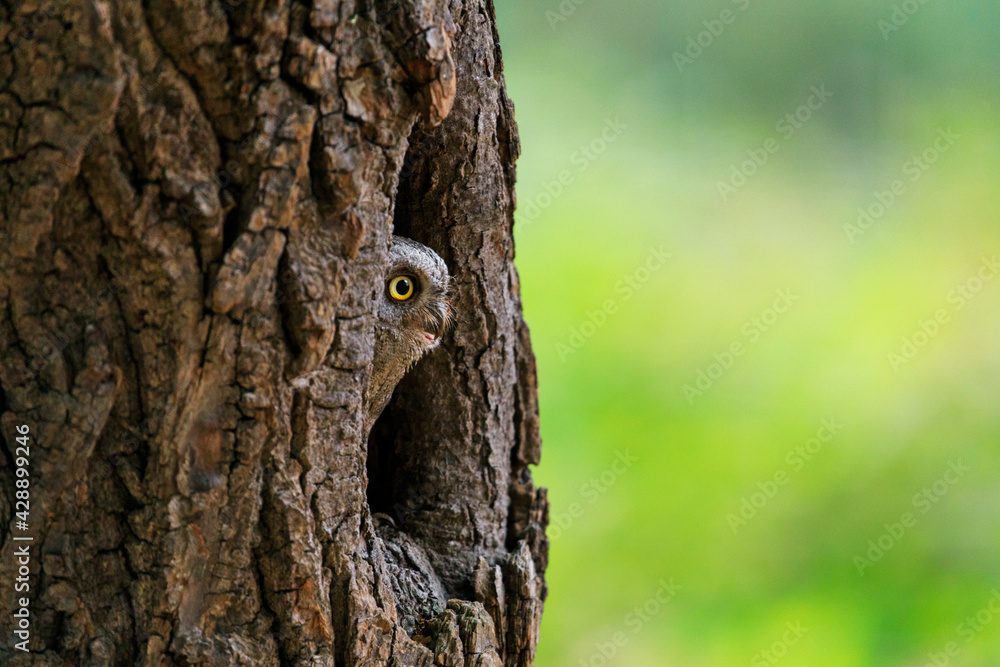 European scops owl, Otus scops, hidden in tree hole at sunrise. Small owl peeks out from trunk showing big yellow eyes. Bird also known as Eurasian scops owl. Wildlife scene. Morning in nature. European scops owl, Otus scops, hidden in tree hole at sunrise. Small owl peeks out from trunk showing big yellow eyes. Bird also known as Eurasian scops owl. Wildlife scene. Morning in nature.