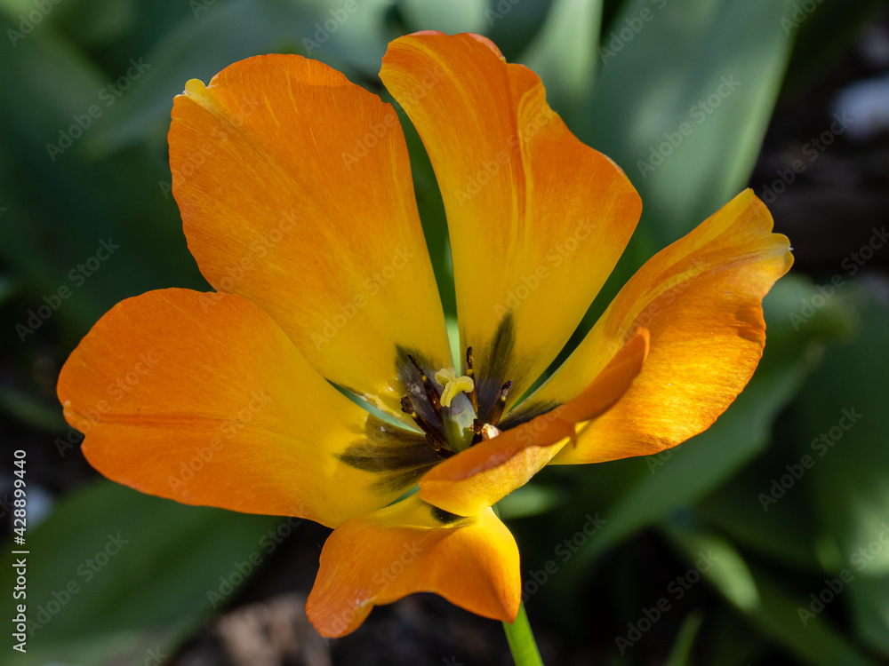 Close up of vibrant orange Tulip Daydream Close up of vibrant orange Tulip Daydream