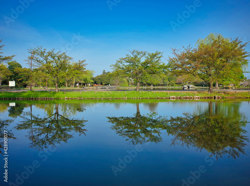 公園の池に映る新緑の木々