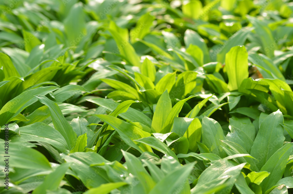 Wild garlic texture background banner Wild garlic texture background banner