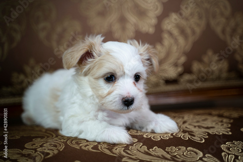 A Bichon Havanese puppy taking a nap on a brown antique sofa. The dog is seven weeks old.
