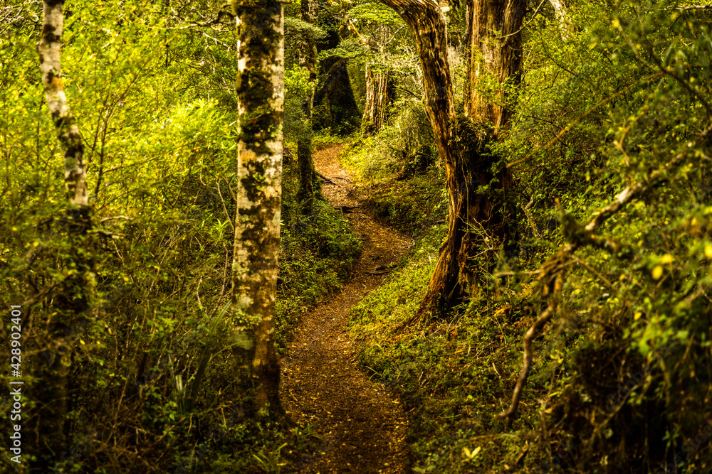 Obraz premium Hiking track in the Kaimanawa Forest park, Central North Island, New Zealand.