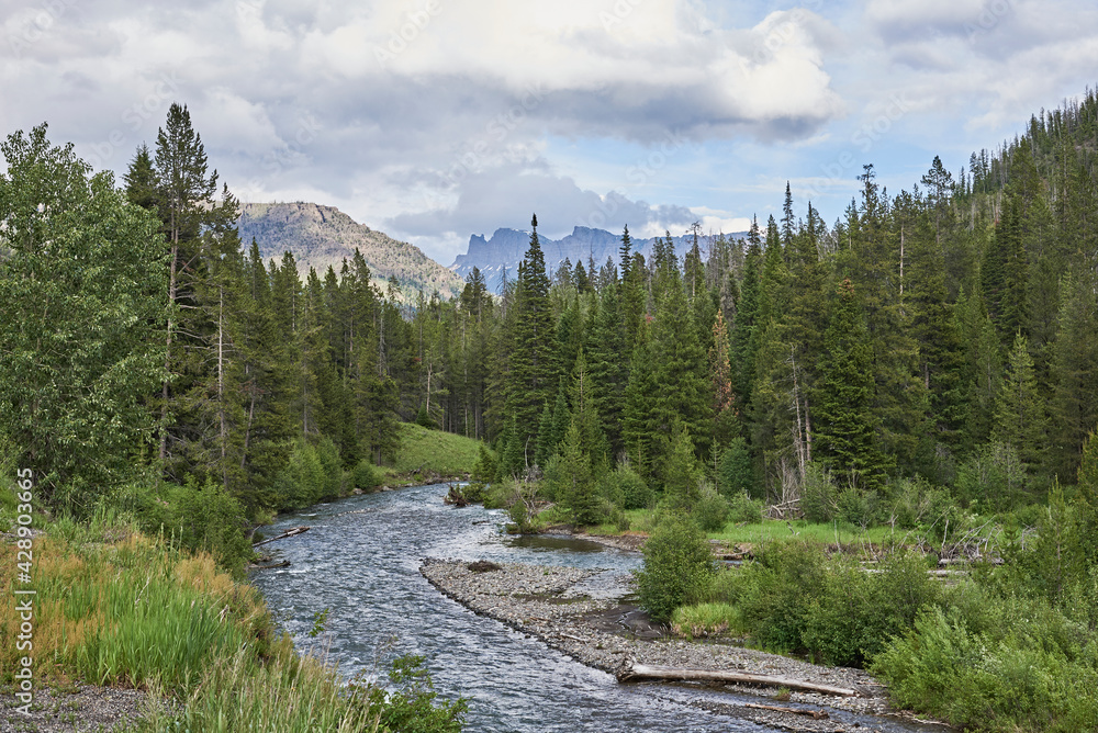 Obraz premium View of Yellowstone river running through pine forest