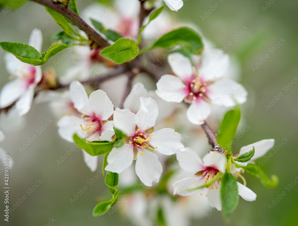 Fresh flowers blossom on branch. Fresh flowers blossom on branch.