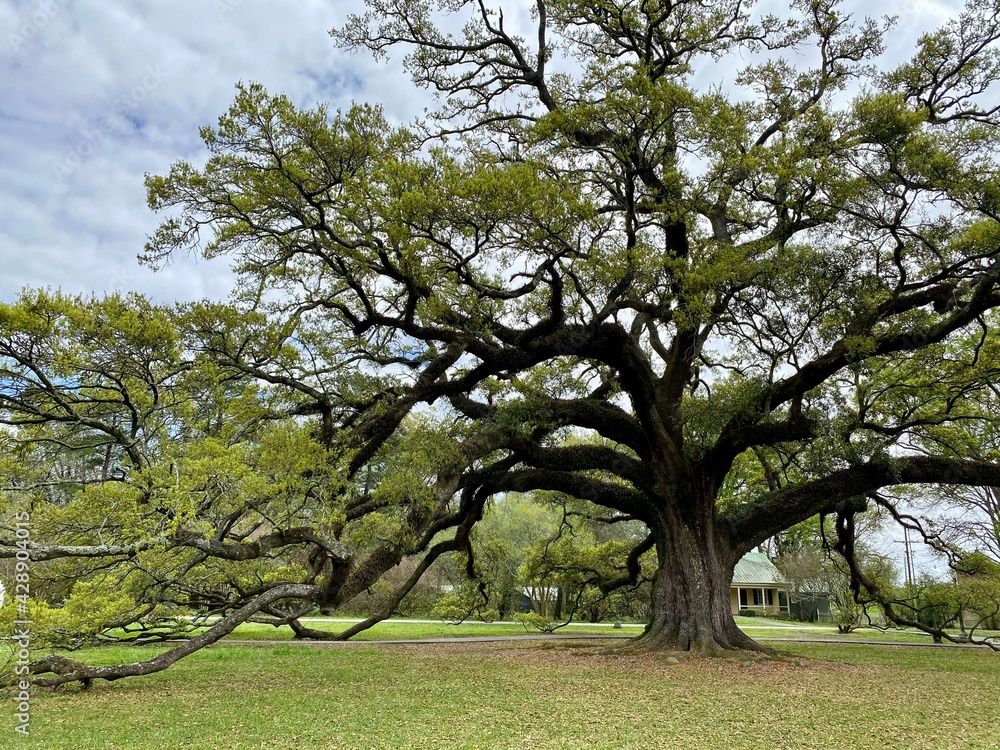 Fototapeta premium Gorgeous Old Live Oak Tree