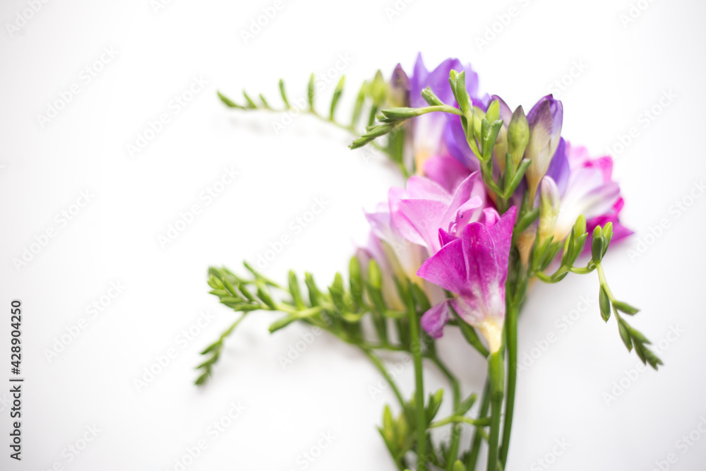 flowers isolated on white