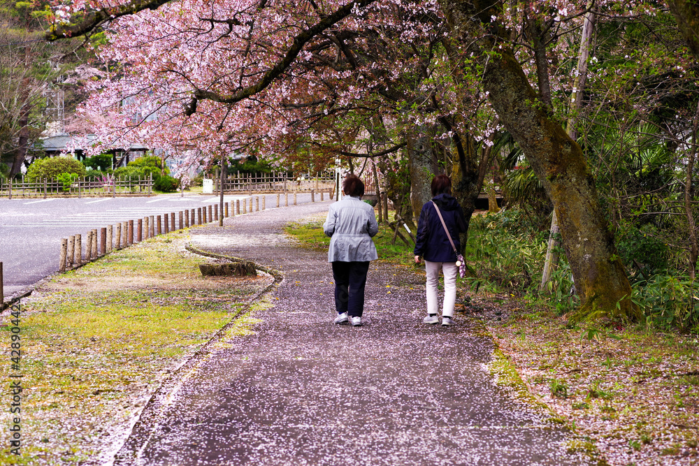 桜並木を歩く二人の女性