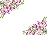 A Vector Frame of Dendrobium Orchid