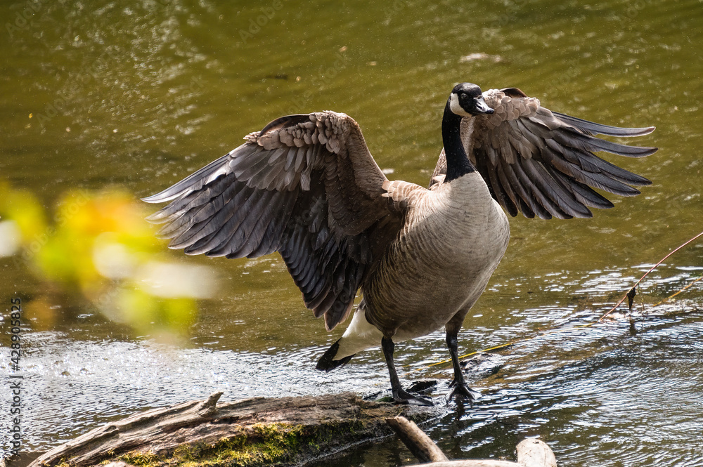 Fototapeta premium Geese Strutting their Stuff