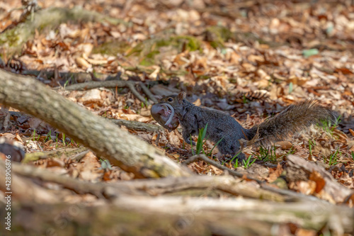 The squirrel is carrying her young one in her mouth and arms to a safer place.