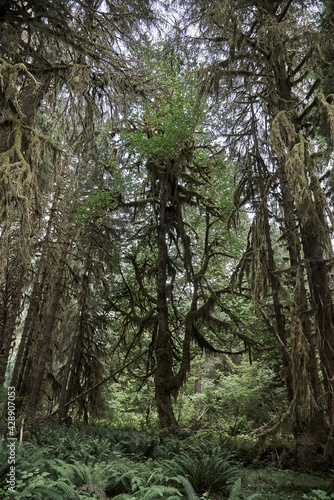 Moss covered tree in Olympic National Forest