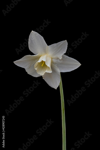 White daffodil or narcissus flower isolated on black background. White and yellow spring flower.