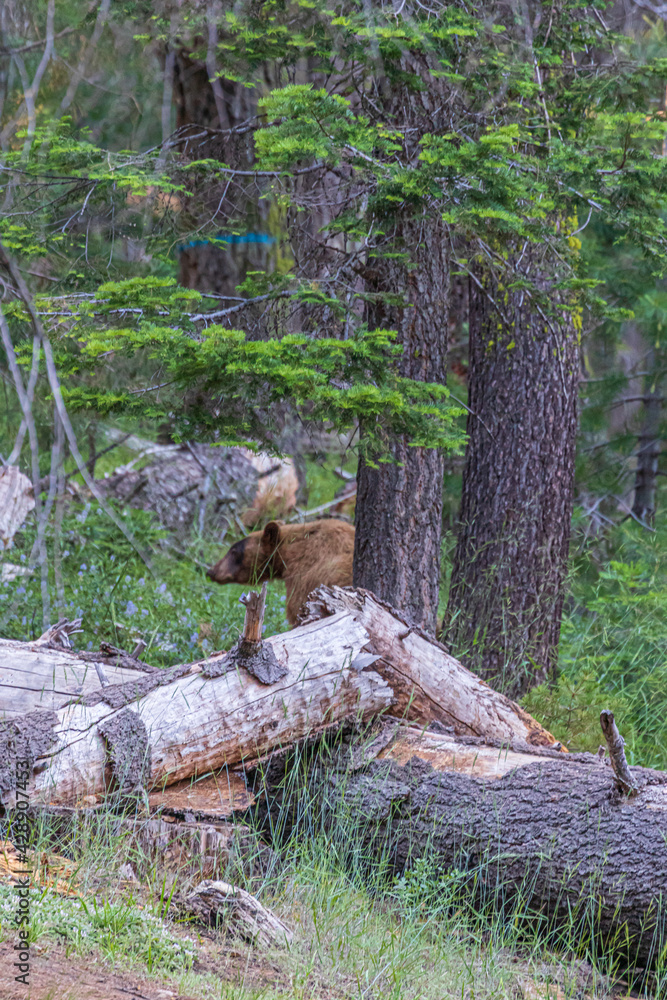 Bear in trees in forest Bear in trees in forest