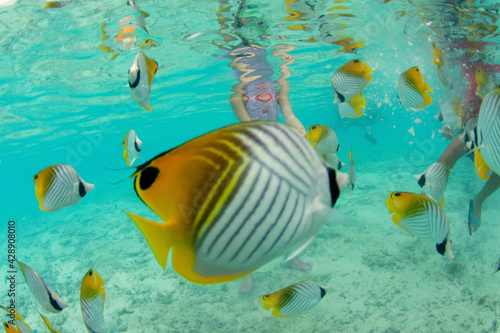 Fototapeta Naklejka Na Ścianę i Meble -  poissons dans le lagon de Bora Bora, Polynesie francaise