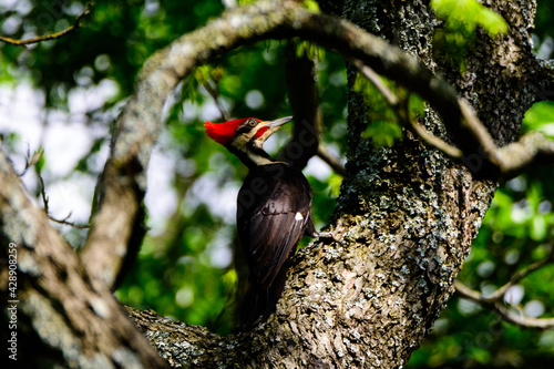 Pileated Woodpecker Perched In Tree-0606