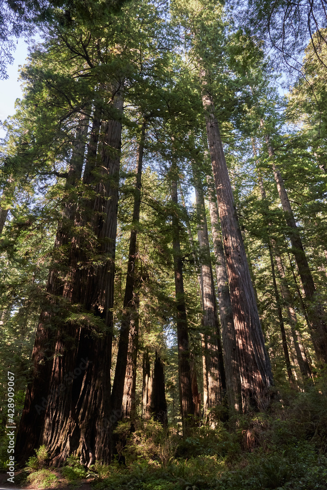 Group of Giant Redwood Trees in Northern California Forest Group of Giant Redwood Trees in Northern California Forest