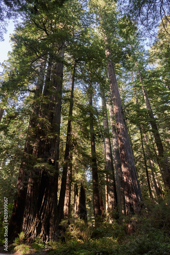 Group of Giant Redwood Trees in Northern California Forest