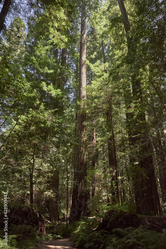 Sunlit Giant Redwood Trees in Northern California