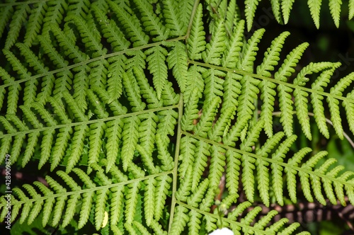 Green fern leaves selected focus  for natural background