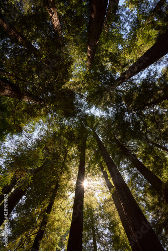 Upward shot of Giant Redwood Trees in Northern California