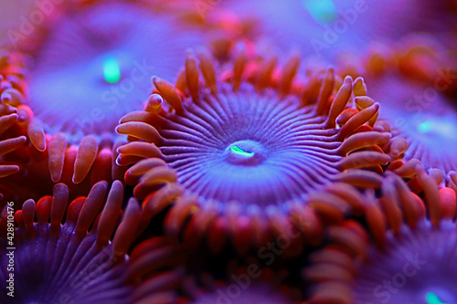 People Eater expensive zoanthids colony in macro photo