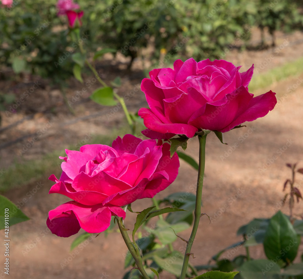 Beautiful pink rose spring blooming in the park. Closeup view of Rosa Caprice de Meilland, flowers of fuchsia petals blossoming in the garden. Beautiful pink rose spring blooming in the park. Closeup view of Rosa Caprice de Meilland, flowers of fuchsia petals blossoming in the garden.