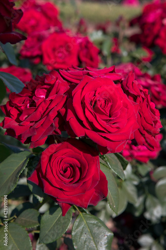 Floral. Closeup view of Rosa Niccolo Paganini flowers of red petals blooming in the garden in spring.  photo