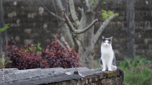 cat on the roof
