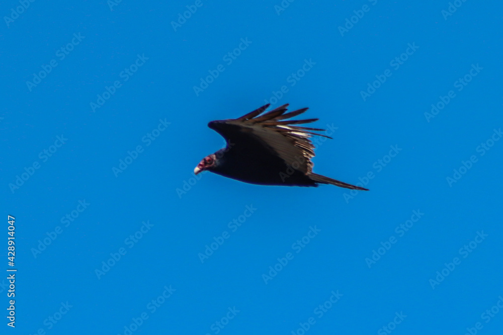 Fototapeta premium Turkey vulture in flight