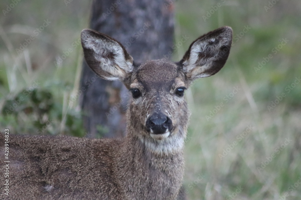 white deer