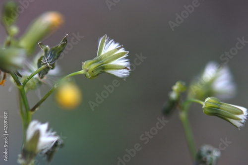 Oriental false hawksbeard, a puffball in a calyx looks like a cotton flower. Close-up size. photo