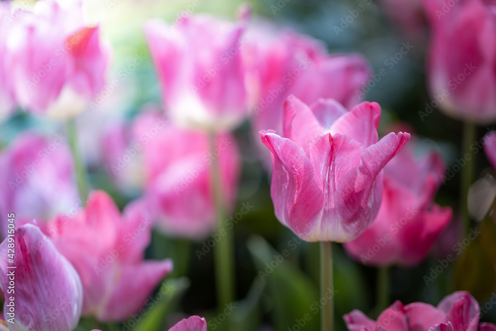 Beautiful bouquet of tulips. colorful tulips. nature background Beautiful bouquet of tulips. colorful tulips. nature background