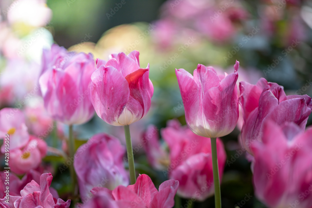 Beautiful bouquet of tulips. colorful tulips. nature background Beautiful bouquet of tulips. colorful tulips. nature background