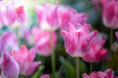 Beautiful bouquet of tulips. colorful tulips. nature background