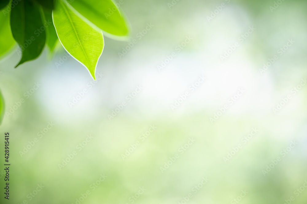 Amazing nature view of green leaf on blurred greenery background in garden and sunlight with copy space using as background natural green plants landscape, ecology, fresh wallpaper. Amazing nature view of green leaf on blurred greenery background in garden and sunlight with copy space using as background natural green plants landscape, ecology, fresh wallpaper.
