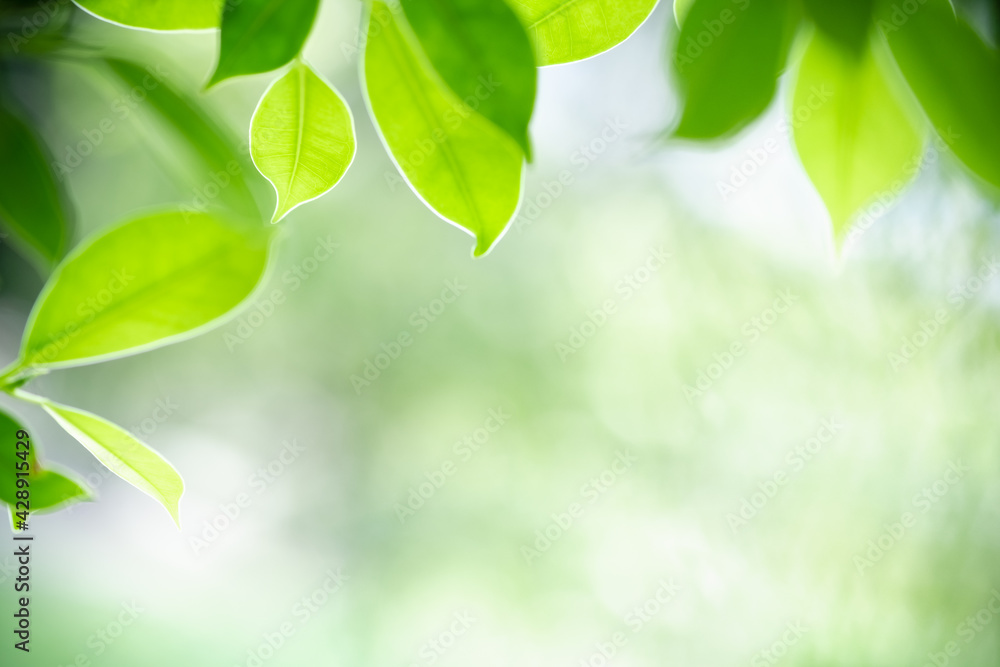 Amazing nature view of green leaf on blurred greenery background in garden and sunlight with copy space using as background natural green plants landscape, ecology, fresh wallpaper. Amazing nature view of green leaf on blurred greenery background in garden and sunlight with copy space using as background natural green plants landscape, ecology, fresh wallpaper.