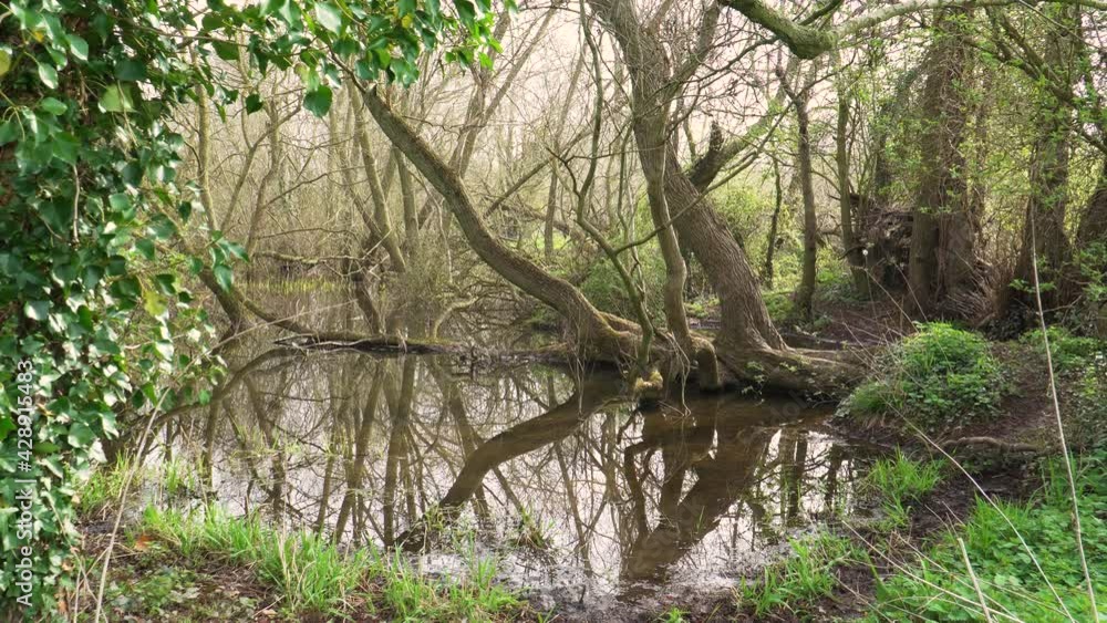 4K old willow tree trunks inside a small lake, reflections of the trunks in the water. 4K old willow tree trunks inside a small lake, reflections of the trunks in the water.