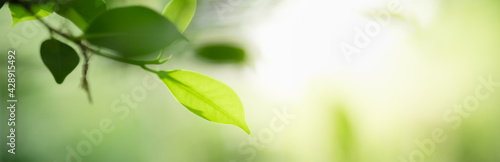 Amazing nature view of green leaf on blurred greenery background in garden and sunlight with copy space using as background natural green plants landscape, ecology, fresh wallpaper.