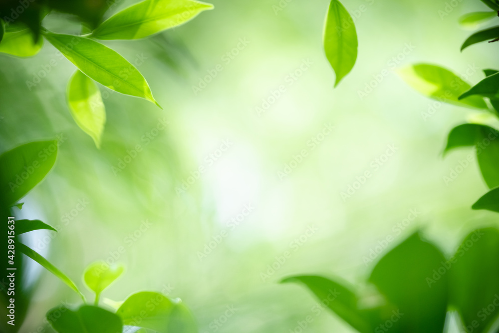 Amazing nature view of green leaf on blurred greenery background in garden and sunlight with copy space using as background natural green plants landscape, ecology, fresh wallpaper. Amazing nature view of green leaf on blurred greenery background in garden and sunlight with copy space using as background natural green plants landscape, ecology, fresh wallpaper.