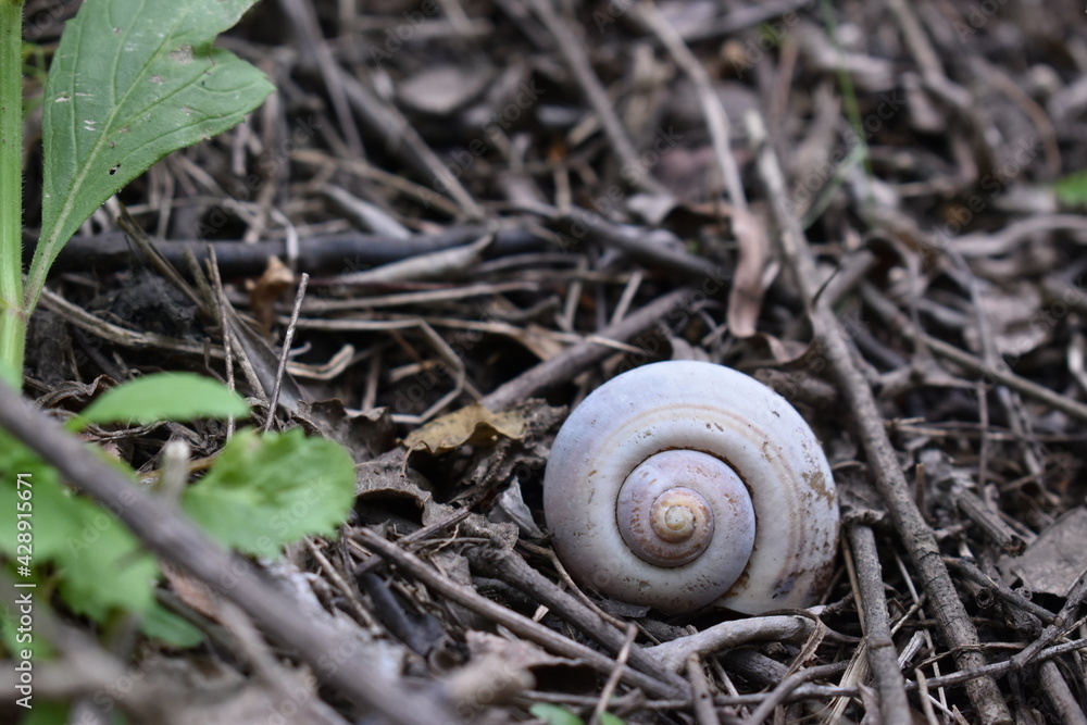 Shell in The Woods